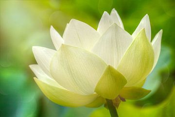 Heldere lotusbloem van Thomas Herzog