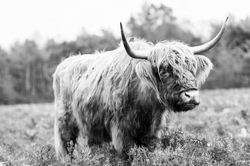 Portret van een Schotse Hooglander in zwart wit van Sjoerd van der Wal