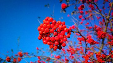 Sorbus von rosstek ®