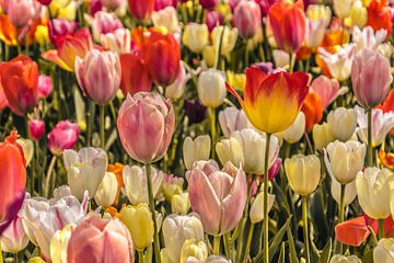 Kleurrijk veld met tulpen van Stedom Fotografie