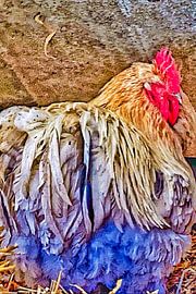 Poultry by Truckpowerr