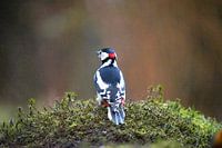 The spotted woodpecker with a beautiful bokeh