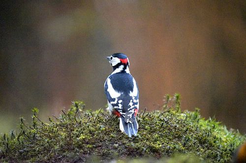 The spotted woodpecker with a beautiful bokeh