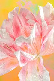 Tulpe vor einem bunten Hintergrund.