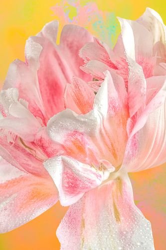 Tulpe vor einem bunten Hintergrund. von Alie Ekkelenkamp