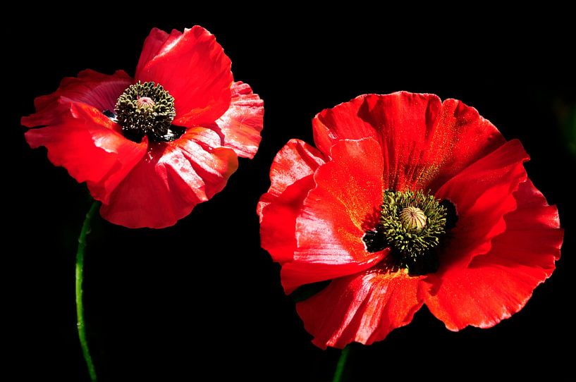 2 Rote Mohnblumen von Corinne Welp