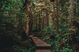 Walking through the jungle of Vancouver Island, Canada by Eveline Dekkers