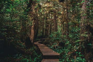 Wandelen door de jungle van Vancouver Island, Canada