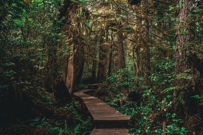 Wandelen door de jungle van Vancouver Island, Canada van Eveline Dekkers