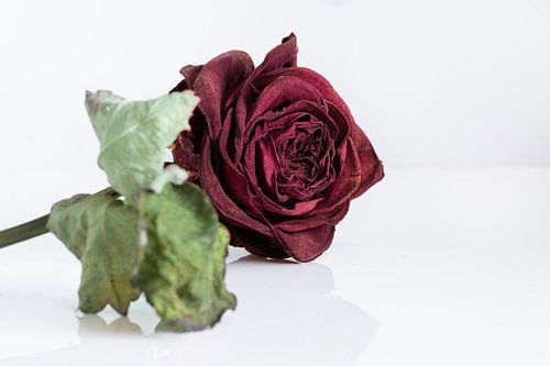 Dried Red rose with dried petals on white reflective background and white background