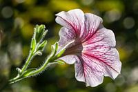 petunia 