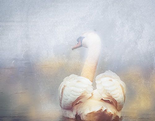 zwaan in de mist