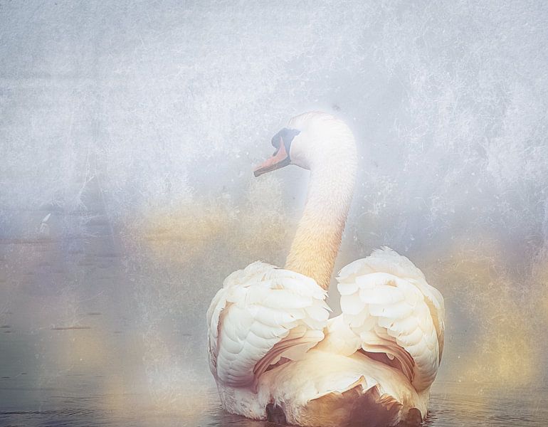 schwan im nebel von natascha verbij