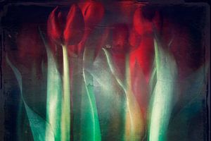 Verträumte rote Tulpen Stillleben