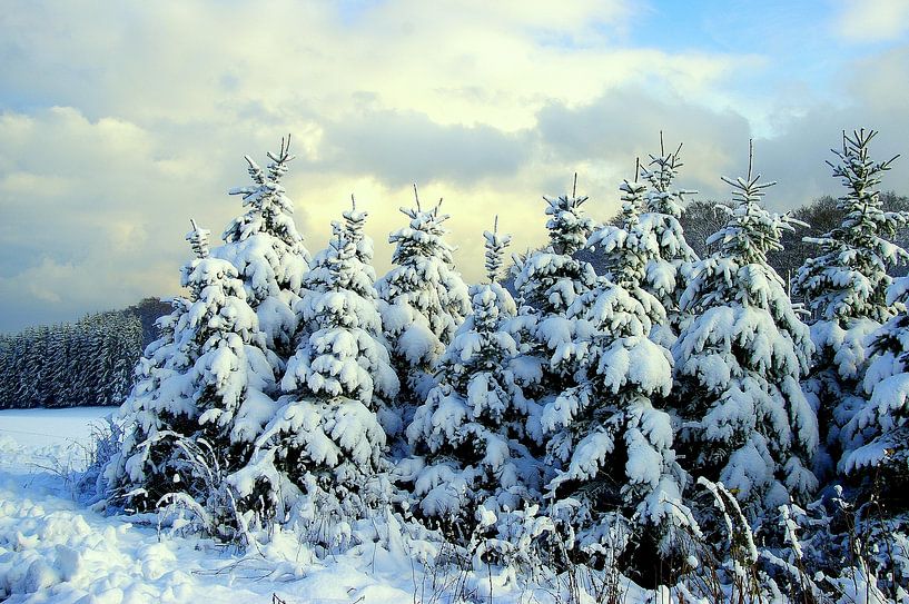Winterwald by Vera Laake