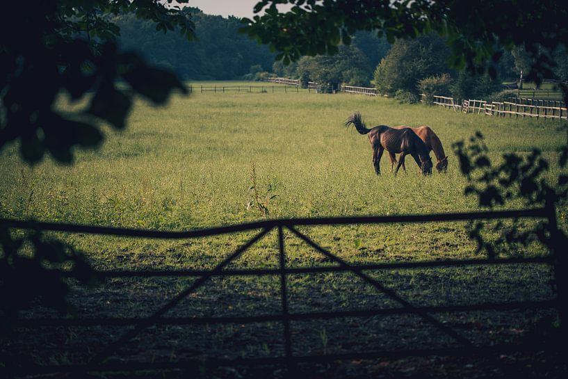 Paarden van Piotr Aleksander Nowak