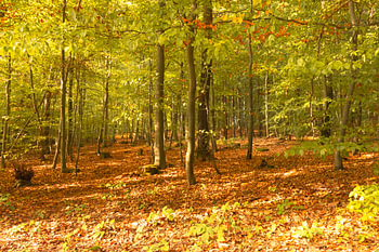 chemin forestier