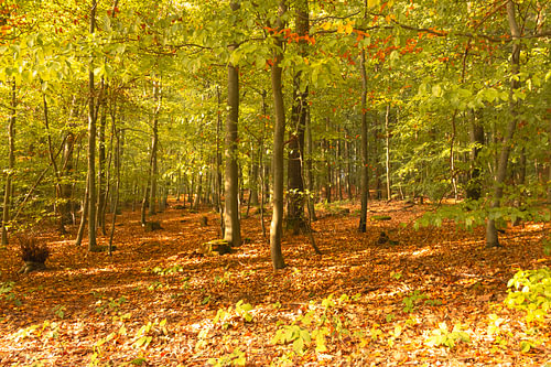Forest path