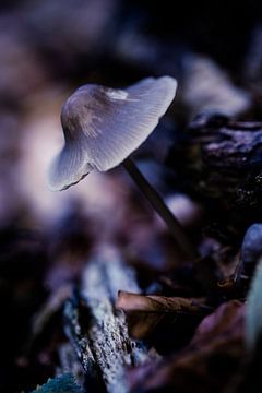 Kwetsbare paddenstoel van Eddy 't Jong