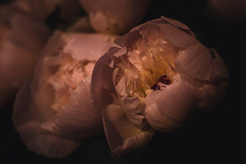 peony by Jasper Nieuwenhuizen