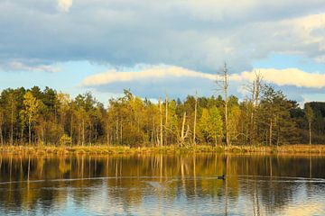 Uferlandschaft Schwenninger Moos Anfang Oktober - Baden-Württemberg von BlattArt - Christine Horn