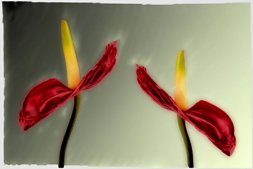 BERLIN Blumen - dancing flamingos von Bernd Hoyen