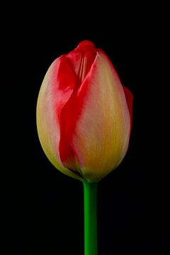 Tulpe von Thomas Jäger