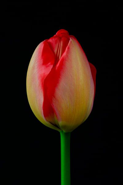 Tulpe von Thomas Jäger