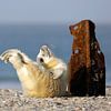Happy young GREY SEAL by Marianne Ottemann - OTTI