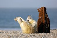 Happy young GREY SEAL by Marianne Ottemann - OTTI thumbnail
