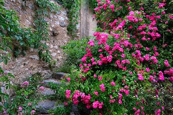 Staircase with roses in Moustiers St Marie