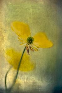 Butterblume