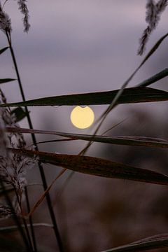 gouttes sur Sebastian Stef