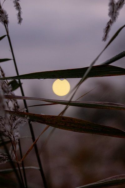 Tropfen von Sebastian Stef