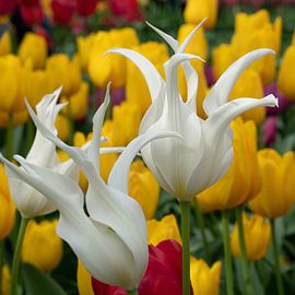 Tulipe (Tulipa) sur Alexander Ludwig
