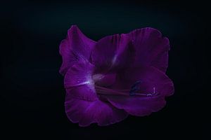 Blüte
