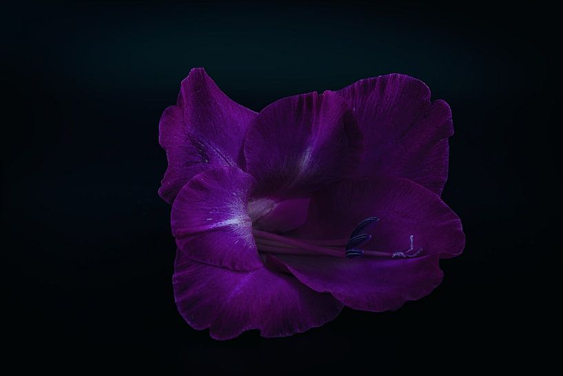 Blüte von Ralf Hickmann