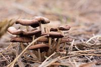 Paddestoelen