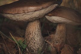 Schwarze Birkenknospe