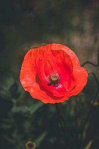 Coquelicot solitaire