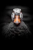 Augenblick - Ente