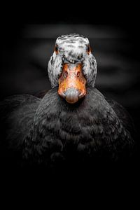 Instant - Canard
