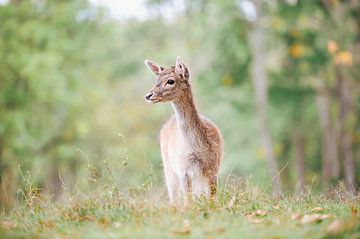 Young deer by Francis van der Wolf