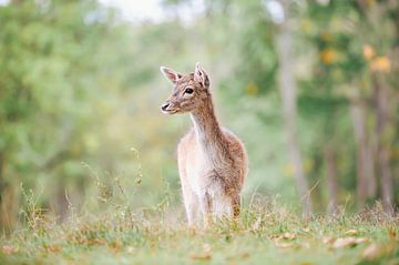 Jong hert van Francis van der Wolf