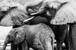 Wet, drinking elephants