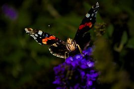 Butterfly by Jennie van Veggel