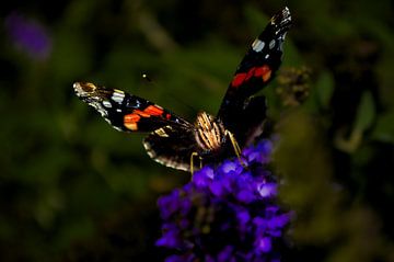 Papillon sur Jennie van Veggel