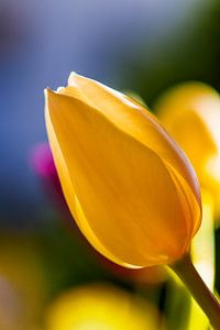 Farben der Freude, Tulpen im Sonnenlicht , Klebern van vreugde, Tulpen in het zonlicht- Couleurs de joie, tulipes au soleil