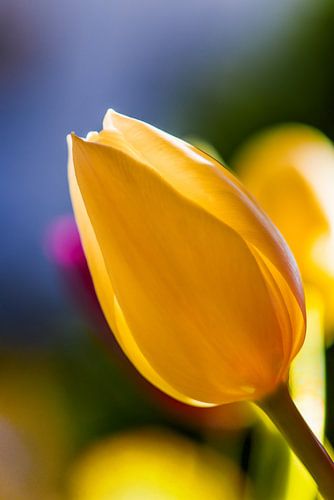 Kleuren van vreugde, tulpen in zonlicht , Klebern van vreugde, tulpen in het zonlicht- Couleurs de joie, tulipes au soleil