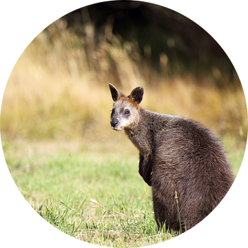 Moeraswallaby (Wallabia bicolor)